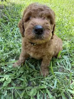 GUS F1B, a male Miniature Goldendoodle for sale in Due West, SC – 4 of 5