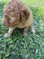 LUCY F1B, a female Miniature Goldendoodle for sale in Due West, SC – 5 of 5