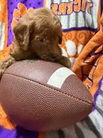 Lucy, a female Miniature Goldendoodle for sale in Due West, SC – 2 of 5