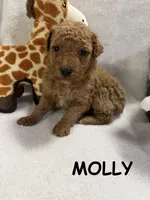 MOLLY F1BB, a female Miniature Goldendoodle for sale in Due West, SC – Photo 1 of 5