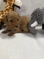 MOLLY F1BB, a female Miniature Goldendoodle for sale in Due West, SC – Photo 5 of 5