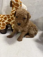 MOLLY F1BB, a female Miniature Goldendoodle for sale in Due West, SC – Photo 3 of 5