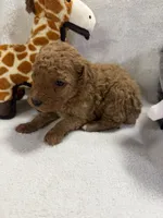 MOLLY F1BB, a female Miniature Goldendoodle for sale in Due West, SC – Photo 4 of 5