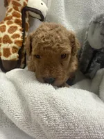 MOLLY F1BB, a female Miniature Goldendoodle for sale in Due West, SC – Photo 2 of 5