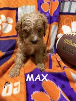 Max, a male Cavapoo for sale in Due West, SC – 1 of 5