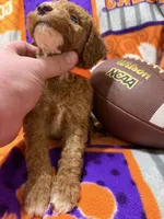 Archie, a male Miniature Goldendoodle for sale in Due West, SC – 4 of 4
