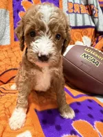 Milo, a male Miniature Goldendoodle for sale in Due West, SC – 2 of 6