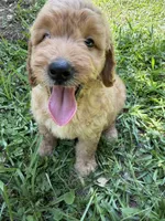 BENJI F1B, a male Miniature Goldendoodle for sale in Due West, SC – 6 of 6