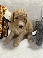 BENJI F1BB, a male Miniature Goldendoodle for sale in Due West, SC – Photo 3 of 4