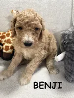 BENJI F1BB, a male Miniature Goldendoodle for sale in Due West, SC – Photo 1 of 4