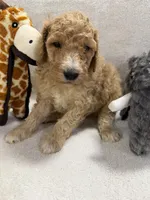 BENJI F1BB, a male Miniature Goldendoodle for sale in Due West, SC – Photo 4 of 4