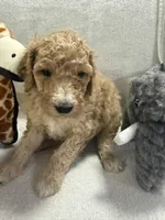 BENJI F1BB, a male Miniature Goldendoodle for sale in Due West, SC – Photo 2 of 4