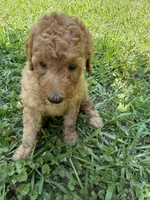 LUCY F1B, a female Miniature Goldendoodle for sale in Due West, SC – 2 of 5