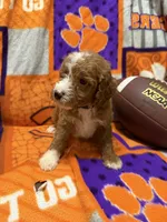 Milo, a male Miniature Goldendoodle for sale in Due West, SC – 3 of 6