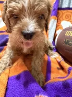 Max, a male Cavapoo for sale in Due West, SC – 2 of 5