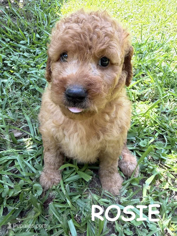ROSIE F1B – Miniature Goldendoodle puppy for sale in Due West, SC