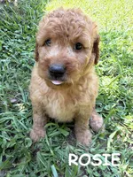 ROSIE F1B, a female Miniature Goldendoodle for sale in Due West, SC – 1 of 5