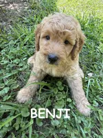 BENJI F1B, a male Miniature Goldendoodle for sale in Due West, SC – 1 of 6