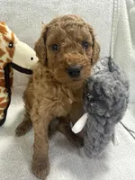 SADIE F1BB, a female Miniature Goldendoodle for sale in Due West, SC – Photo 2 of 5