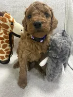 SADIE F1BB, a female Miniature Goldendoodle for sale in Due West, SC – Photo 4 of 5