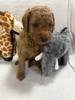 SADIE F1BB, a female Miniature Goldendoodle for sale in Due West, SC – Photo 5 of 5