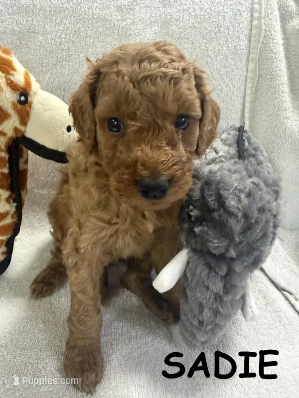 SADIE F1BB – Miniature Goldendoodle puppy for sale in Due West, SC