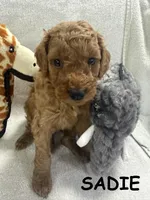 SADIE F1BB, a female Miniature Goldendoodle for sale in Due West, SC – Photo 1 of 5