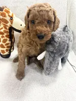 SADIE F1BB, a female Miniature Goldendoodle for sale in Due West, SC – Photo 3 of 5