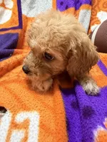 Jake, a male Cavapoo for sale in Due West, SC – 3 of 3
