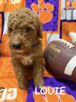 Louie, a male Miniature Goldendoodle for sale in Due West, SC – 1 of 4