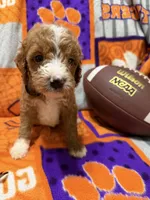 Milo, a male Miniature Goldendoodle for sale in Due West, SC – 4 of 6