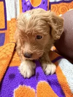Lily, a female Miniature Goldendoodle for sale in Due West, SC – 2 of 5