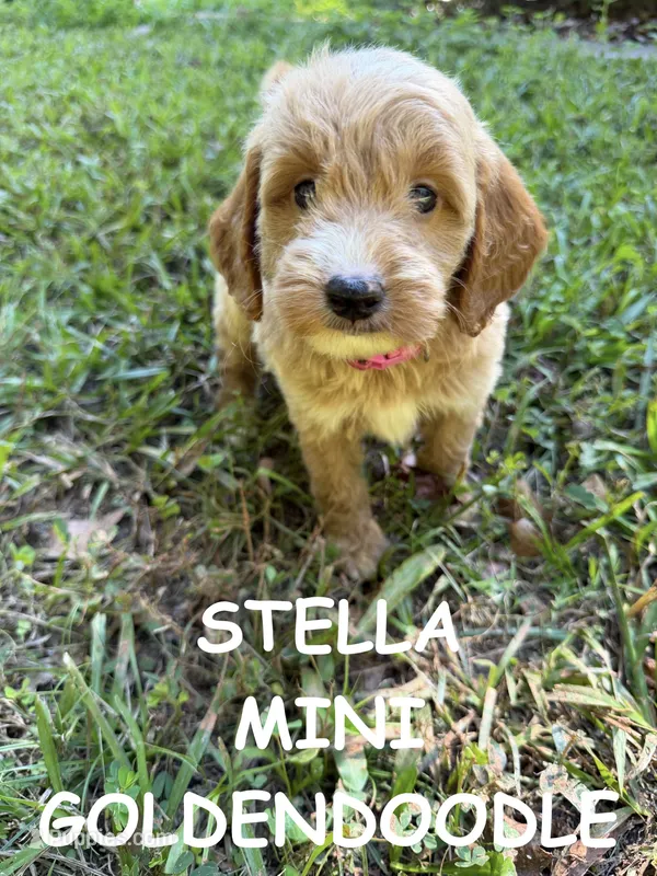 Stella – Miniature Goldendoodle puppy for sale in Due West, SC