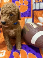 Louie, a male Miniature Goldendoodle for sale in Due West, SC – 4 of 4