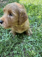 BELLA F1B, a female Miniature Goldendoodle for sale in Due West, SC – 2 of 5