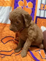 Lucy, a female Miniature Goldendoodle for sale in Due West, SC – 5 of 5