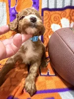 Tank, a male Miniature Goldendoodle for sale in Due West, SC – 3 of 4
