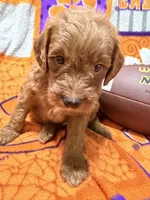Cooper, a male Miniature Goldendoodle for sale in Due West, SC – 3 of 5