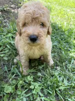 BEAU F1B, a male Miniature Goldendoodle for sale in Due West, SC – 4 of 5