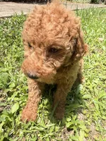 MOLLY F1BB, a female Miniature Goldendoodle for sale in Due West, SC – 5 of 5