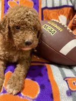 Archie, a male Miniature Goldendoodle for sale in Due West, SC – 2 of 4