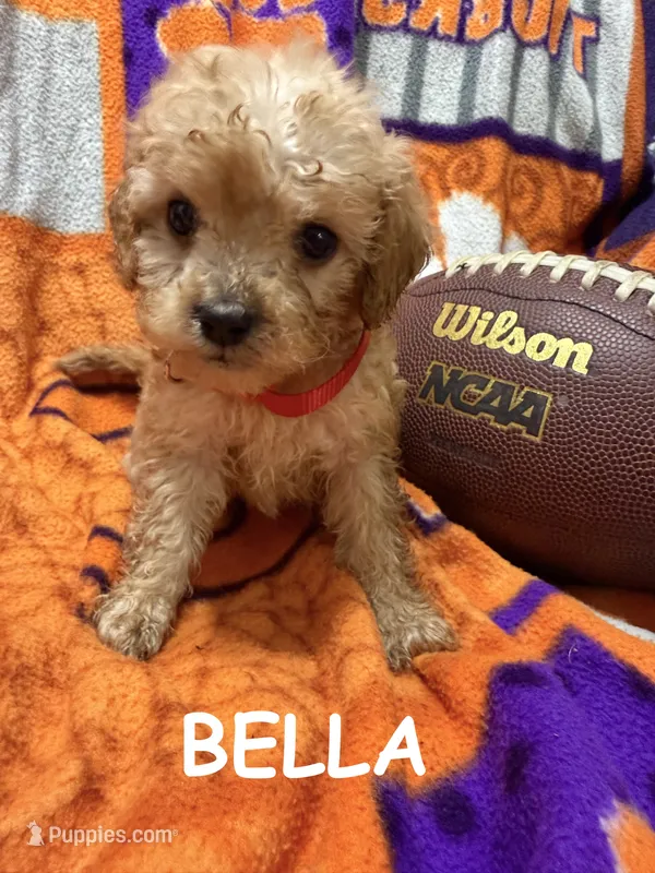 Bella – Cavapoo puppy for sale in Due West, SC