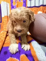 Lily, a female Miniature Goldendoodle for sale in Due West, SC – 4 of 5