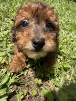 TUCKER F1BB, a male Miniature Goldendoodle for sale in Due West, SC – 3 of 5