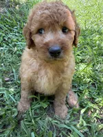 ROSIE F1B, a female Miniature Goldendoodle for sale in Due West, SC – 3 of 5