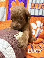 Lucy, a female Miniature Goldendoodle for sale in Due West, SC – 1 of 5