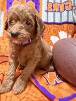 Lucy, a female Miniature Goldendoodle for sale in Due West, SC – 4 of 5