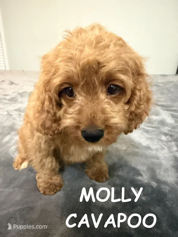 Molly – Cavapoo puppy for sale in Due West, SC