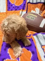 Buddy, a male Miniature Goldendoodle for sale in Due West, SC – 4 of 4