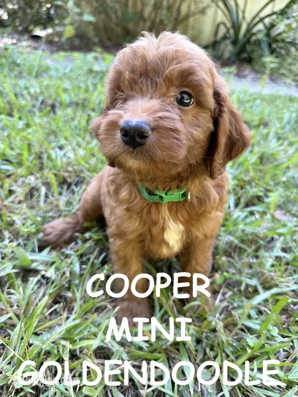 Cooper – Miniature Goldendoodle puppy for sale in Due West, SC